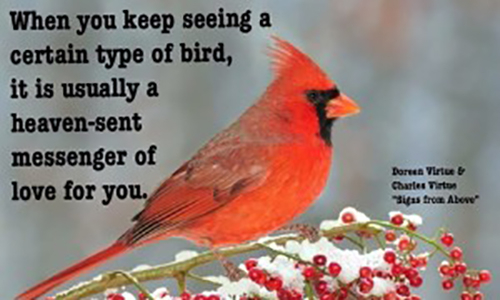 Mike Jenkins Cardinal