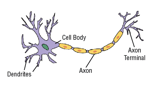 Neuron CTE